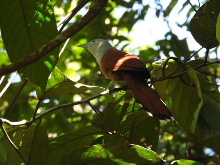 Hiking at Panti Rainforest